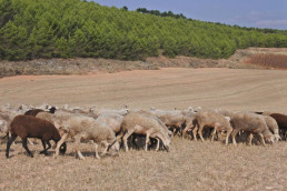 C-LM determina las medidas sanitarias a adoptar en explotaciones de ovino y caprino ante los focos de viruela