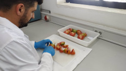 La UMH lidera un proyecto para acercar al mercado variedades de tomate con resistencia genética a virus