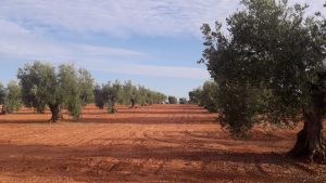 La COAG advierte de que el olivar sevillano "se queda fuera de todas las ayudas por sequía por segundo año"