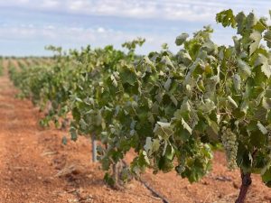 Asaja pide a Gobierno C-LM intensificar los controles para el cumplimiento de la Ley de Cadena Alimentaria en vendimia