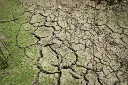 Unións Agrarias urge a la Xunta a activar ayudas para paliar las pérdidas como consecuencia de la sequía