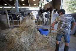 Ganadería estudia ayudas para la reposición de las vacas ante 