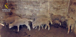 Investigados un hombre por robar 47 cerdos y ovejas y tres ganaderos de Barcarrota y Portugal por comprarlos
