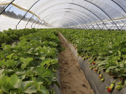 Aumenta casi el 1% el número de explotaciones agrícola en Huelva, según el Censo 2020