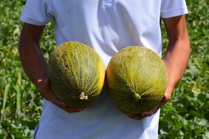 Asaja C-LM pide que "no se manipulen" los precios del melón y la sandía y se cumpla la Ley de la Cadena Alimmentaria