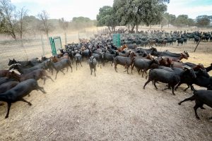 Convocadas ayudas regionales a agrupaciones en defensa sanitaria ganaderas
