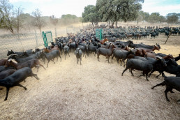 Convocadas ayudas regionales a agrupaciones en defensa sanitaria ganaderas
