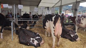 Asaja advierte de las consecuencias para el sector ante las continuas bajadas del precio de la leche