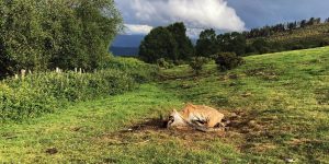 El respeto a la normativa que autoriza el abandono de carroñas de ganado en el campo es inferior al 5% en el noroeste