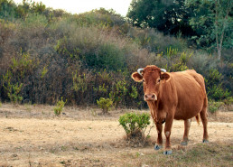 La Junta celebra la inscripción de la IGP 'Vaca de Extremadura' en el Registro Comunitario