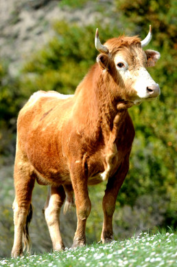 El Gobierno Vasco destina 480.000 euros a ayudas para asociaciones ganaderas de razas puras de Euskadi