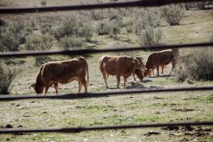 Detectadas 2 vacas muertas afectadas por Enfermedad Hemorrágica Epizoótica y tres nuevos focos en la C.Madrid