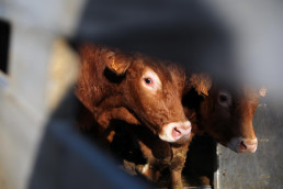 Cantabria detecta ocho casos sospechosos de enfermedad hemorrágica epizoótica en cinco ganaderías