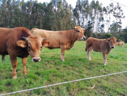 El Gobierno de Asturias confirma cuatro casos de la enfermedad hemorrágica epizoótica en ganado vacuno