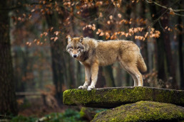 UPA CyL aplaude la toma de conciencia de la Comisión Europea sobre los problemas que causa el lobo a la ganadería