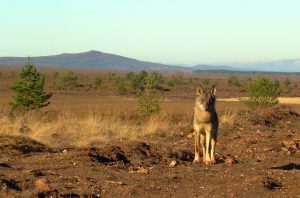 Planas, sobre relajar reglas de protección del lobo en la UE: "España dispone de mecanismos de flexibilidad"