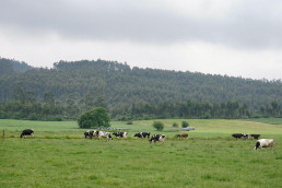 Cantabria defiende el control en carreteras y fauna silvestre tras el brote de enfermedad hemorrágica epizoótica