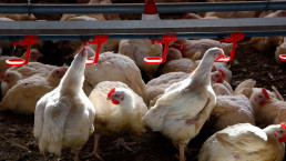 El Ministerio de Sanidad mantiene el riesgo asociado a la gripe aviar como muy bajo para la población general