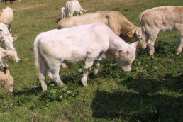 Cantabria suma otros 75 casos de ganado con enfermedad hemorrágica epizoótica, todos menos uno en la zona de Solares