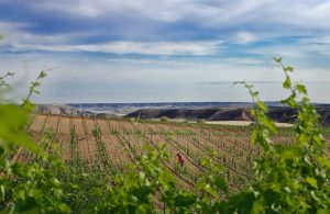 Samper visita la Fiesta de la Vendimia de Campo de Borja y emplaza a realzar el valor de la agricultura