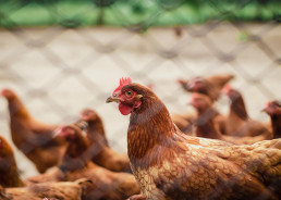 Un estudio investiga el desarrollo de una osteoporosis severa en las gallinas ponedoras