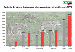 COAG denuncia un aumento del 19% de los ataques de lobos en un año, con 12.898 casos, y pide que se excluya del Lespre