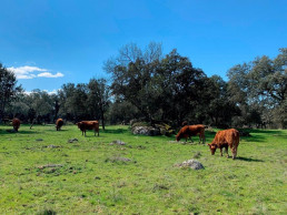 PRC insta a San Roque de Riomiera a adquirir insecticidas y repelentes de ganado por la enfermedad hemorrágica
