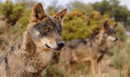 Asturias constata ante la UE el aumento de los daños del lobo: 3.115 casos y casi un millón en indemnizaciones