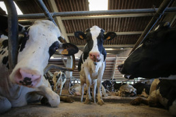 En estudio nuevos casos sospechosos de enfermedad hemorrágica en vacas de explotaciones gallegas