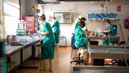 Controlar la peste porcina africana, entre los tres nuevos proyectos del IREC que ha recibido 1,6 millones