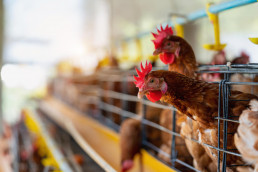 La subida salarial para las 1.000 personas trabajadoras en granjas avícolas y piensos será del 10,2%