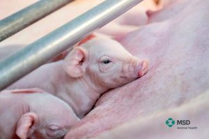 MSD Animal Health obtiene el registro de un nuevo kit de progesterona para la mejora de la reproducción porcina