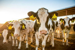 Un estudio indica que el coronavirus bovino (BoCV) es altamente prevalente en las granjas lecheras de España