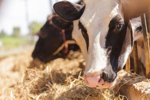 Luis Planas anuncia una próxima reunión con las comunidades autónomas, las organizaciones agrarias y el sector para avanzar en el seguimiento y control de las enfermedades animales