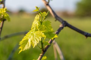 Agricultura ayuda con más de 600.000 euros a 130 viticultores que realizan la cosecha en verde