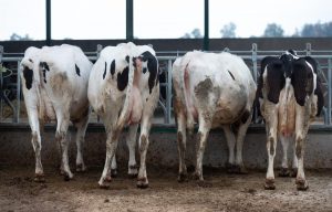 Asaja avisa de la "agonizante situación" de sector bovino en C-LM por la extensión de Enfermedad Hemorrágica Epizoótica