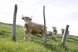 Cantabria ayudará con 750.000 euros a los ganaderos que pierdan vacas por la enfermedad hemorrágica
