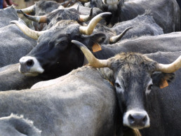 Cabezón de la Sal celebra la Olimpiada del Tudanco con 800 reses y estrictas medidas de seguridad
