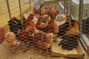 Agricultura abre la consulta pública de la actualización normativa sobre la comercialización de aves y huevos