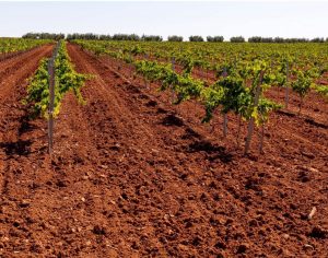 Publicadas las resoluciones de solicitudes de ayudas a la cosecha en verde para vinificación 2023 en Extremadura