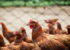 La carne de pollo triplicaría su precio al consumidor con la revisión de la norma de bienestar animal de UE
