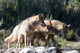 La Junta de CyL indemnizará a una ganadera con 45.000 euros por los daños causados por los lobos a su ganado