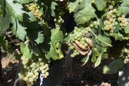 El Gobierno amplía la vigencia de la autorización de plantaciones de viñedo que caducaban en 2023