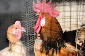 Productores dicen que la norma de bienestar animal de la UE puede convertir al pollo "en un producto de lujo"