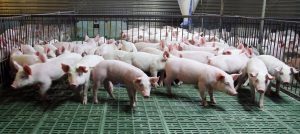 El 75% de las granjas de porcino incoporan técnicas para reducir los niveles de emisiones de amoniaco