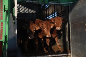 UGAM ve "muy complicada" la situación por la enfermedad hemorrágica, con más de mil vacas muertas