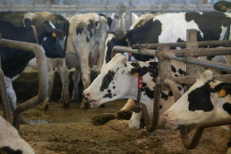 La enfermedad hemorrágica epizoótica deja una decena de vacas muertas en los ocho focos existentes en Galicia