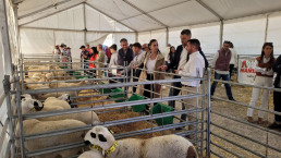 La Región de Murcia cuenta con más de 16.500 ejemplares de cordero segureño repartidos entre 12 ganaderías