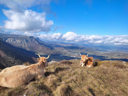 Abierto hasta el 6 de noviembre el plazo de ayudas para asociaciones ganaderas de razas puras de Euskadi
