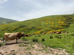 La directora de Ganadería informa hoy en el Parlamento sobre la situación de la enfermedad hemorrágica